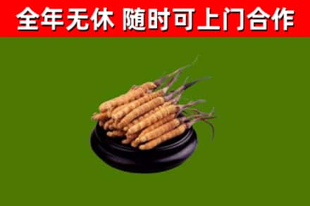 文成烟酒回收冬虫夏草.jpg